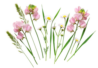 Pink sweet pea and daisy flowers isolated PNG, floral arrangement for design projects