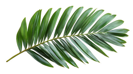 Tropical Palm Frond Isolated on Transparent Background. Green Jungle Leaf for Summer Decoration