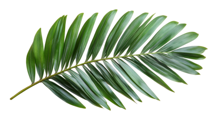 Tropical Palm Frond Isolated on Transparent Background. Green Jungle Leaf for Summer Decoration