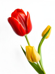 A red tulip in full bloom and a yellow tulip bud, suspended sideswipe, displayed in striking clarity against a white backdrop