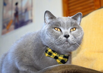 A grey Scottish Straight purebred cat wearing a checkered collar and a bow tie against a yellow pillow.