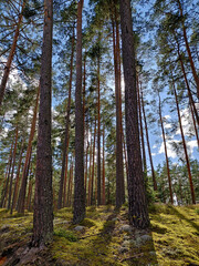 Tall pine trees in a forest - Majestic View of a Pinewood Forest in Northern Europe