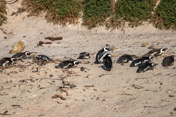 Exposure of Boulders Beach aka Boulders Bay, popular spot because it is the only African beach where Penguins can be seen, Cape Town, South Africa