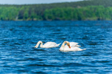 Two Graceful white Swans swimming in the lake, swans in the wild