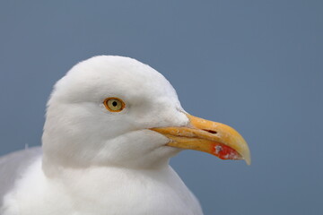 herring gull