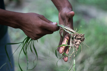 Hands holding a small plant with roots and soil