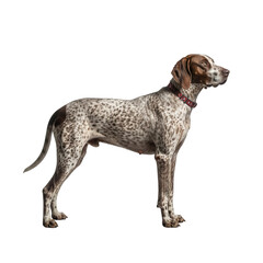 A majestic german shorthaired pointer dog stands proudly showcasing its beautiful spotted coat and attentive expression on a clear white background