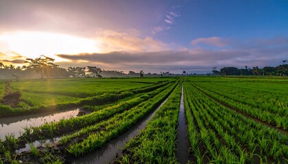 Lush green rice paddies stretch toward a soft, bright horizon under a cloudy sky