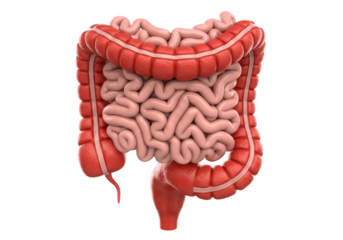Detailed 3d anatomical illustration of the human large and small intestines isolated on transparent background