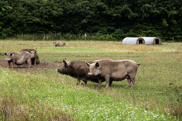 Farm pigs grazing and resting together on green pasture with shelters in background