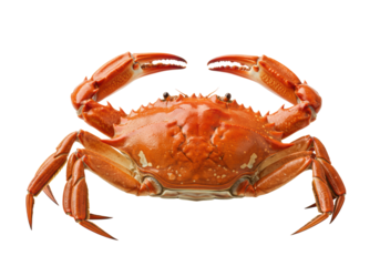 A single, perfectly cooked mud crab with a deep orange-red, glossy shell and large raised claws, isolated on a pristine transparent background with copy space, gourmet seafood concept