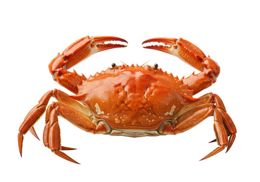 A single, perfectly cooked mud crab with a deep orange-red, glossy shell and large raised claws, isolated on a pristine transparent background with copy space, gourmet seafood concept