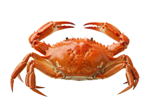 A single, perfectly cooked mud crab with a deep orange-red, glossy shell and large raised claws, isolated on a pristine transparent background with copy space, gourmet seafood concept