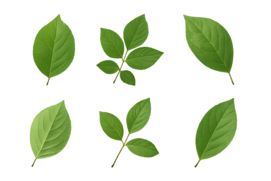Realistic green leaf clipart set with six variations including single leaves and clusters, isolated on transparent background.