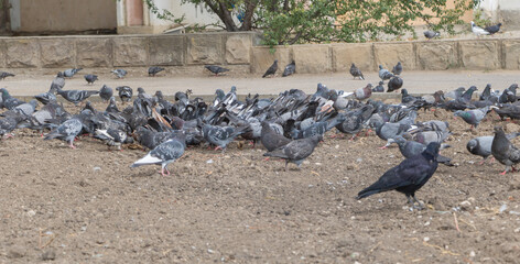 Flock of pigeons and a crow feeding on the ground in urban environment