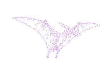 Line Art Illustration of Pteranodon Flying Reptile © FALLINDESIGN