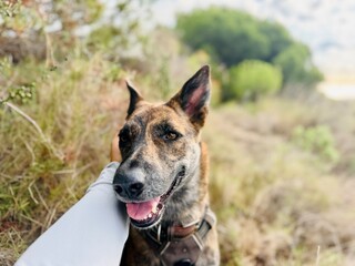 Happy Dog Being Petted on a Mountain Hike &ndash; Human Hand Showing Affection in Nature.