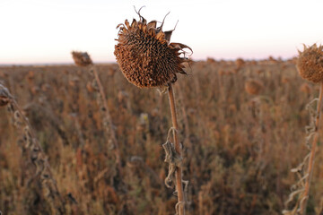 Poor sunflower harvest. Dry summer in Ukraine.