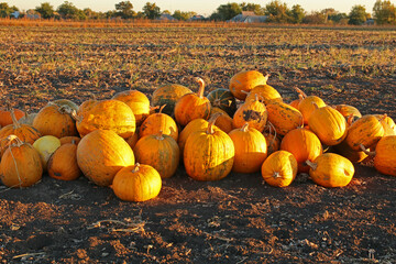 Agricultural field with pumpkins. Big harvest of pumpkins.