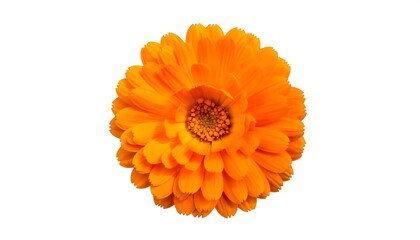 Close-up of a bright orange flower