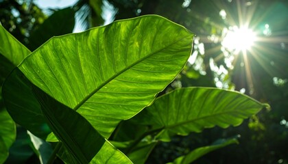 Lush green tropical leaves illuminated by a bright sunburst in a blurred background