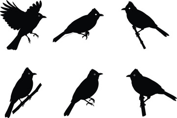 Vector collection of bird silhouettes featuring perched, flying, and resting poses on branches, ideal for decorative nature and wildlife illustrations.