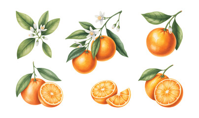 

Watercolor orange fruit collection with fruits, slices, and green leaves. Fresh citrus orange branch with blossoms.