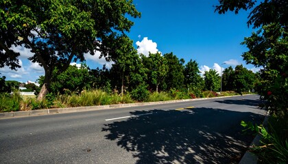 Sunny paved road bordered by trees