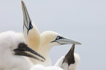 northern gannet