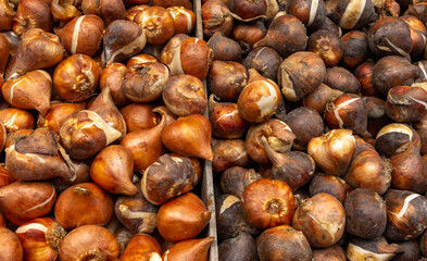 Tulip bulbs corms in wooden box on flower's market in Amsterdam. Tulip Bulbs for Sale Amsterdam Market. Full coverage image of tulip bulbs. Concept image.