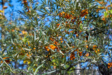 Closeup of sea buckthorn branches with ripe orange berries, green leaves and blue sky background