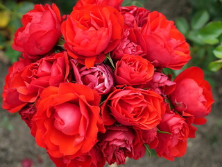 Red rose with buds against blurred background. Close-up. Copyspace