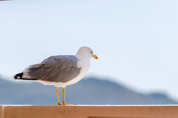 Seagull standing on a ledge looking towards the mountains in bright daylight