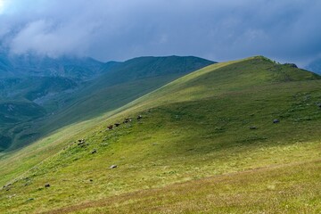 Fototapeta premium beautiful summer in caucassus mountain nature