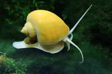 A yellow snail on a green aquatic background, showcasing its shell and body © Aleksander