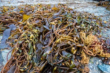 beautiful natural northern shore od the sea