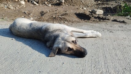 caucassusu mountain shepherd dog in the nature