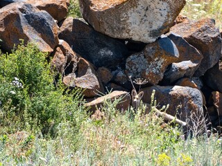 beautiful summer in caucassus mountain nature