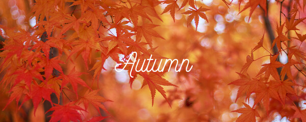 Vibrant Red and Orange Autumn Maple Leaves Close-Up