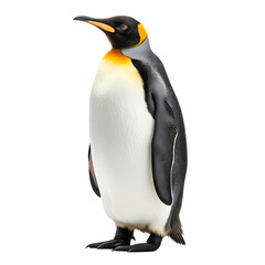 Fototapeta premium A majestic king penguin stands tall and proud showcasing its vibrant plumage against a stark black background isolated on transparent background