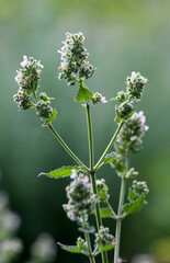 Flowering lemon balm (Melissa officinalis) flowers