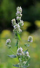 Flowering lemon balm (Melissa officinalis) flowers