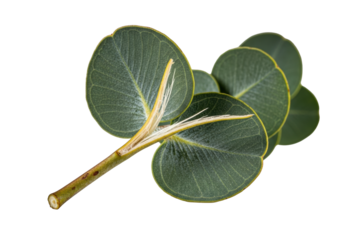 A freshly snapped eucalyptus branch, extreme close-up, showing moist fibrous core and green-blue leaves with waxy bloom on transparent, botanical revelation concept