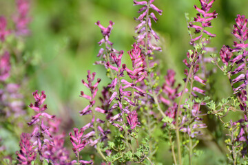 Fumaria officinalis blooms in nature