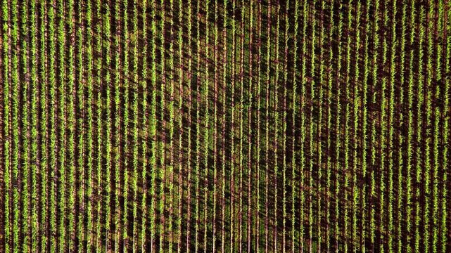 Aerial top-down pattern of vineyard blocks and service lanes showing linear agriculture geometry