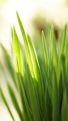 Fototapeta premium shallow. Fresh spring grass blades highlighted by sunlight with a soft, blurred effect. travel magazines, destination branding, designed for outdoor magazines and nature guides. 