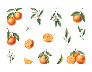 Watercolor orange fruit collection with fruits, slices, and green leaves. Fresh citrus orange branch with blossoms.
