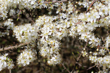 In spring, the blackthorn blooms in nature