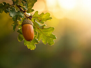 Whispers of Autumn: Growing Brown Acorns Nestled on an Ancient Oak Branch Beneath the Forest Canopy