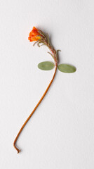 Red wild little flower on white background